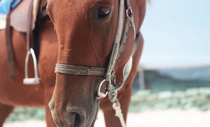 Horseback Riding, Monkeys, Sloths and Iguanas